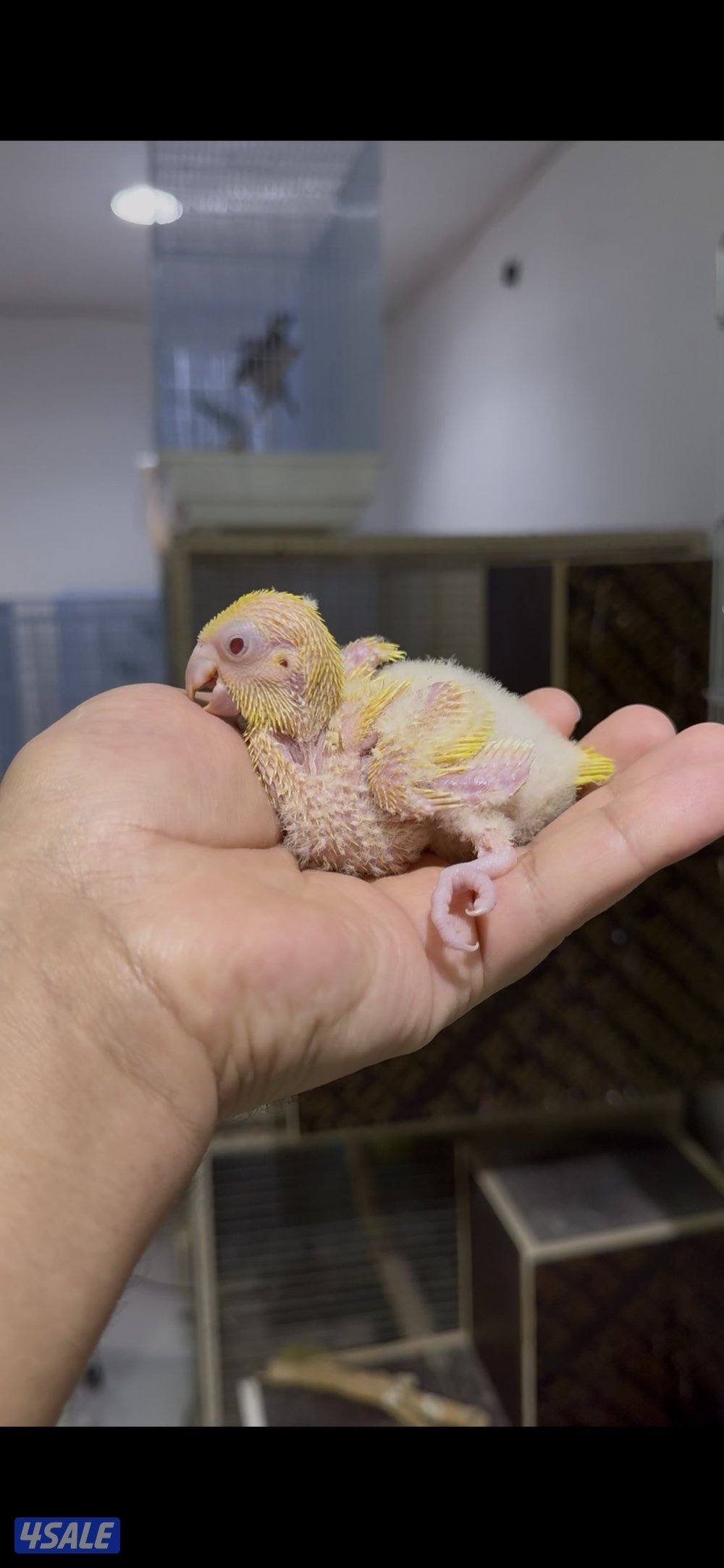 🐣طيور ناطقة🐣2