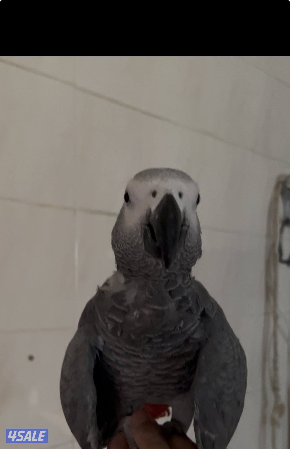 كاسكو للبيع0