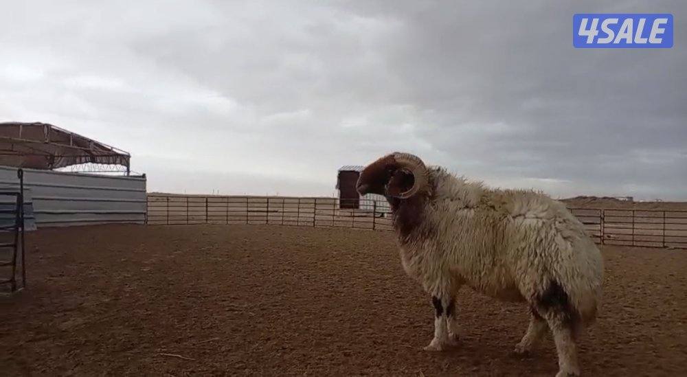 للبيع فحل يقرع هد ويد0