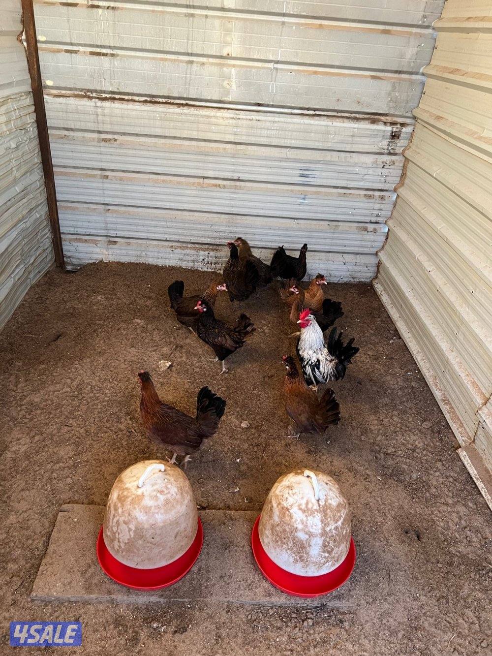 للبيع مجموعتين دجاج عربي ماكنتوش + دجاج عربي قديم1