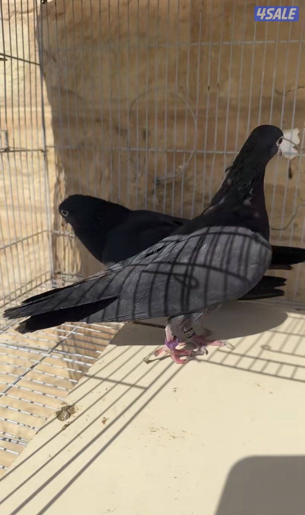 جعافر أزواج شرط منتجين وتحتهم بيض. للبيع زوج وقواق اسود وزوج ابيض صك2