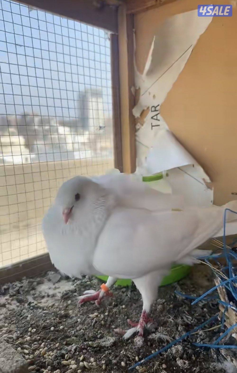 جعافر أزواج شرط منتجين وتحتهم بيض. للبيع زوج وقواق اسود وزوج ابيض صك3