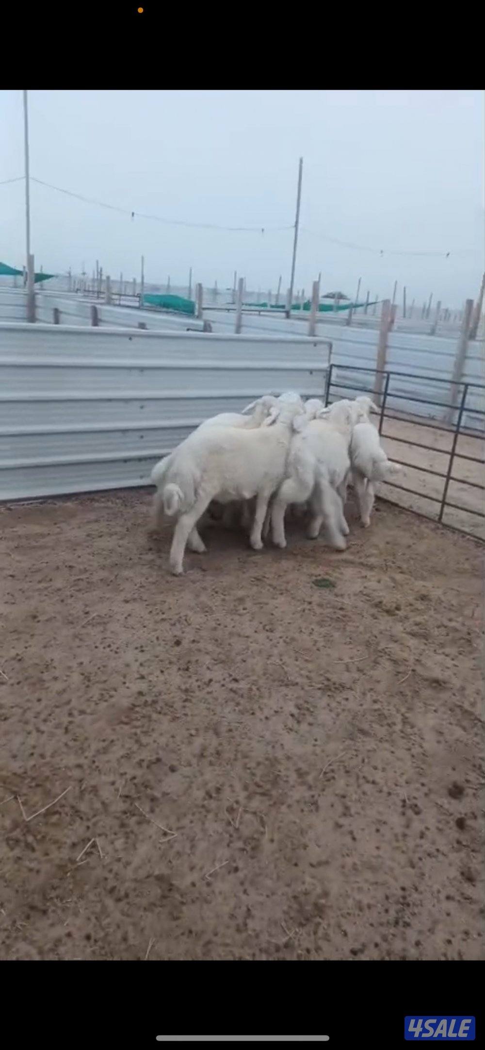 طليان حري طيبه وسمان0