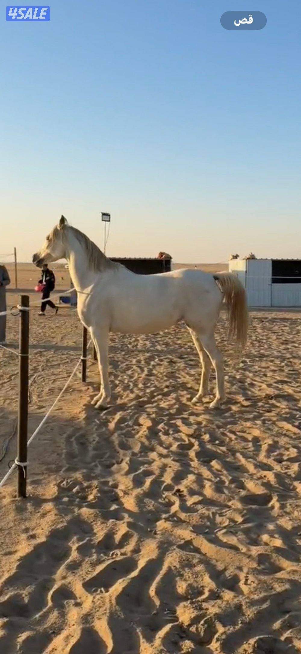 فرس بولش مع مهرتها0