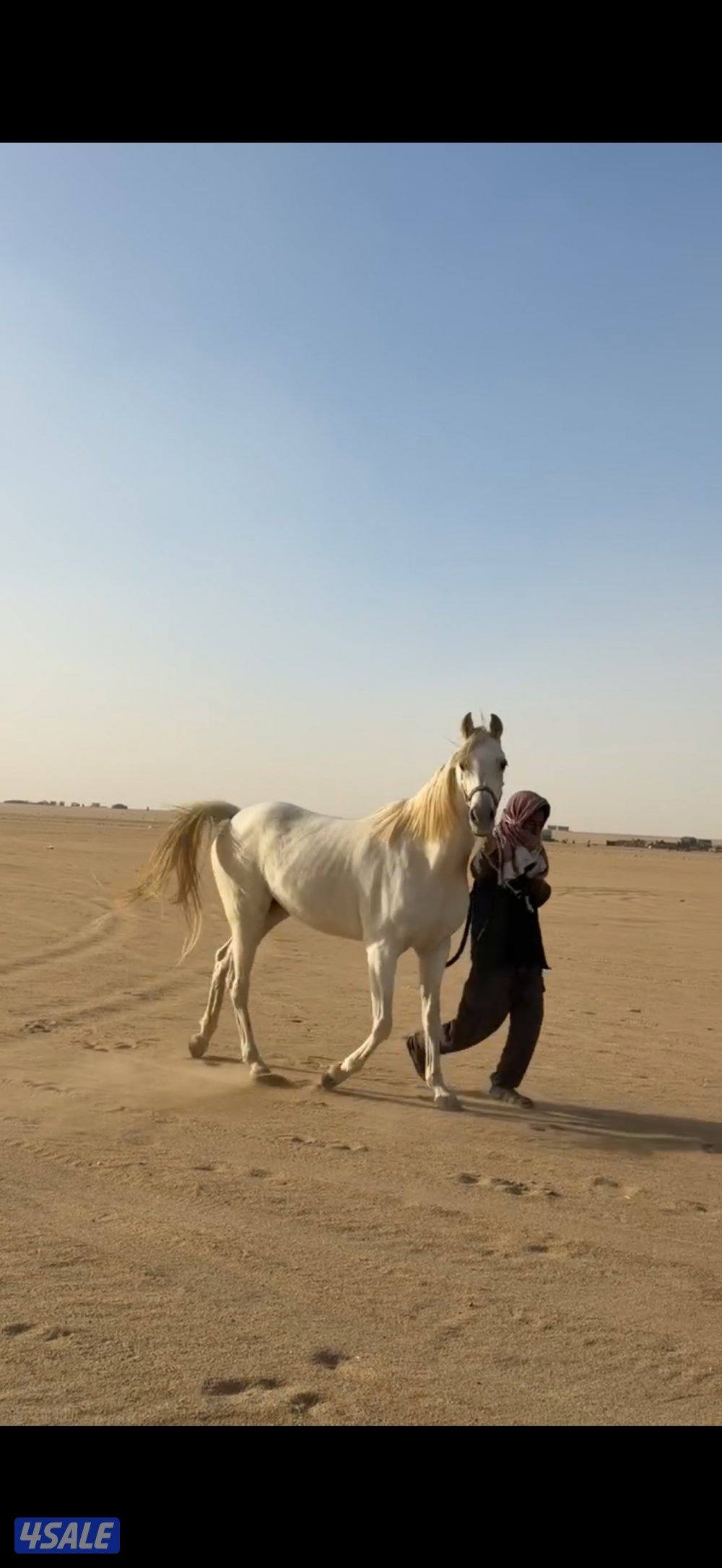 فرس بولش مع مهرتها1