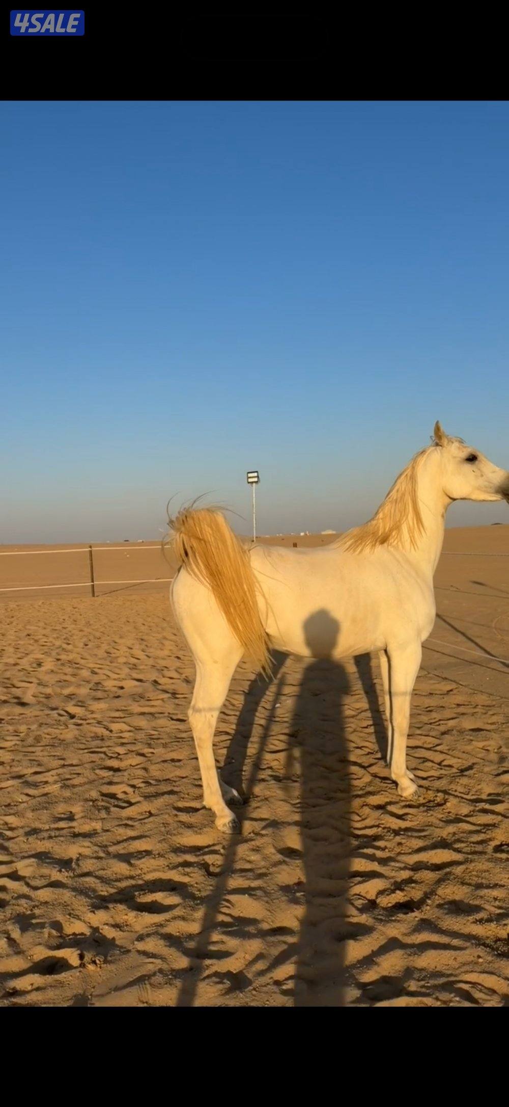 فرس بولش مع مهرتها2