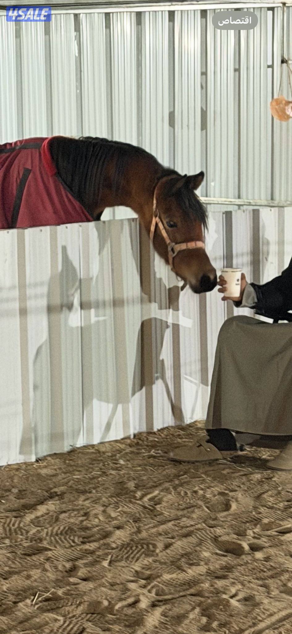 فرس بولش مع مهرتها4