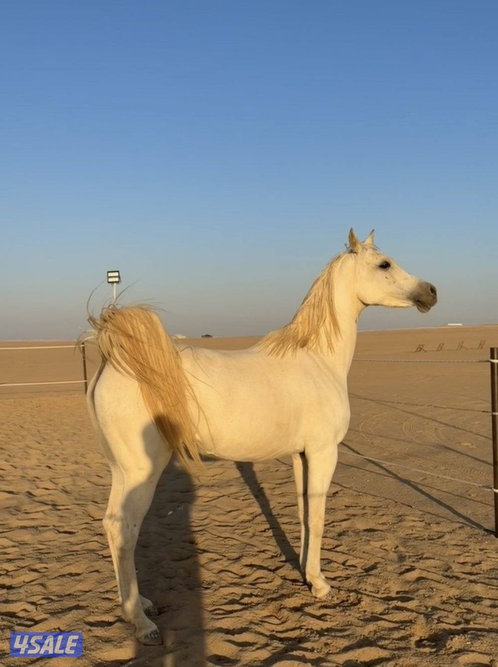 فرس بولش مع مهرتها3