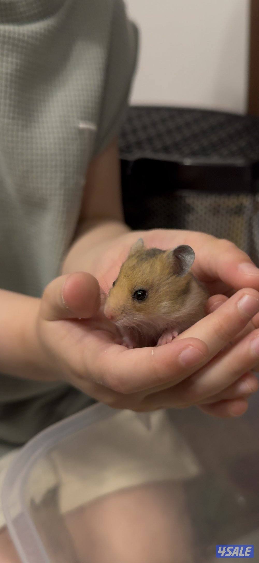 هامسترات لطيفين انتاج بيت0