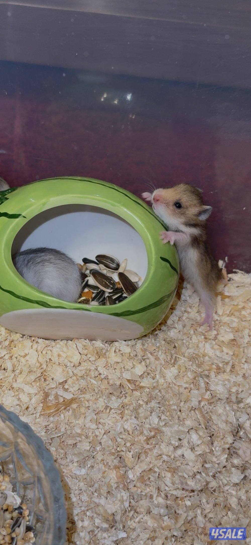 هامسترات لطيفين انتاج بيت1