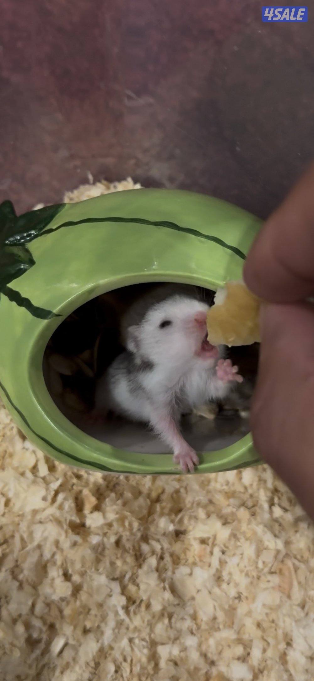 هامسترات لطيفين انتاج بيت2