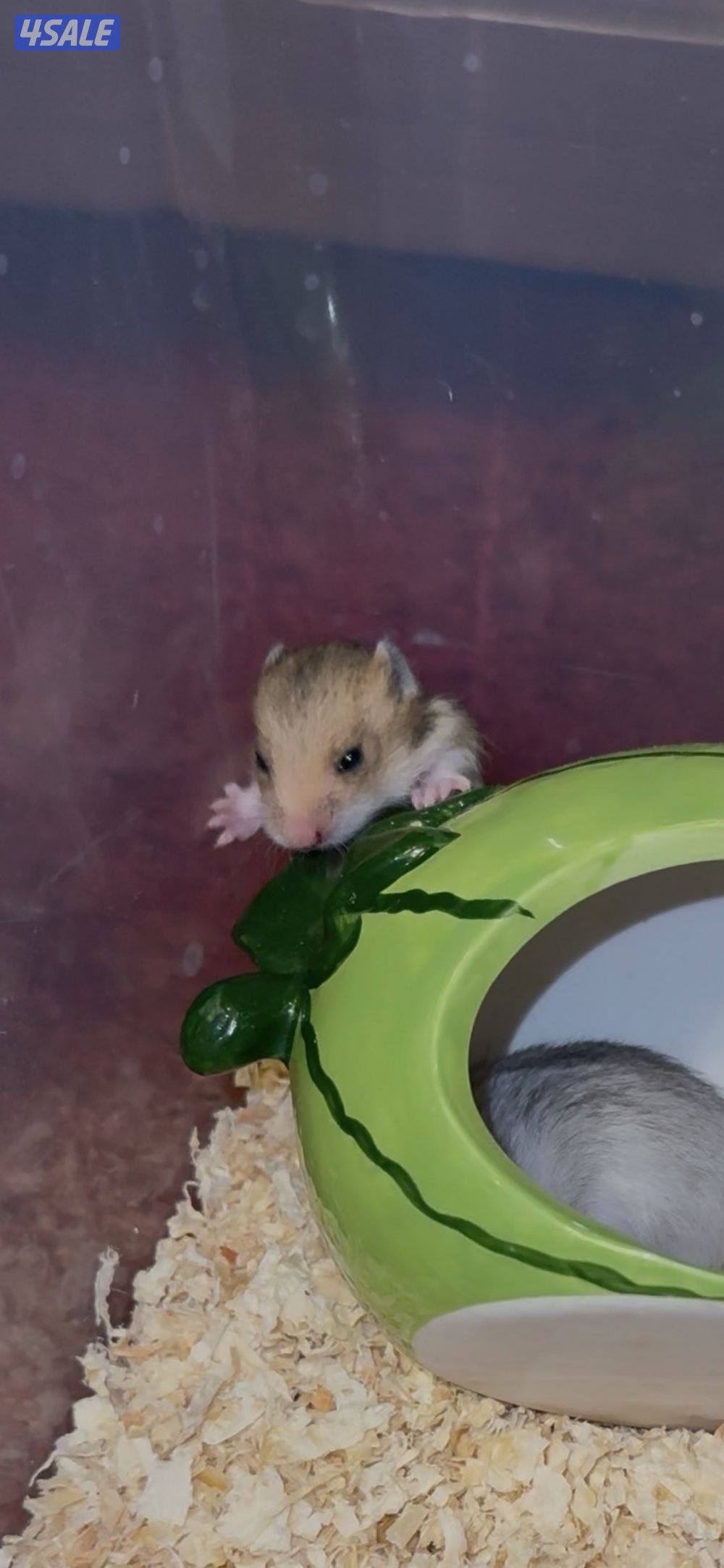 هامسترات لطيفين انتاج بيت3