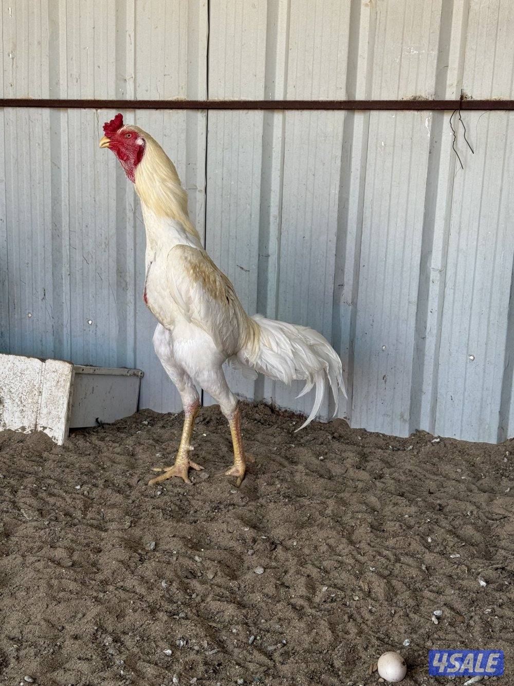 للبيع دياجه هنود بيور ارتفاع وخشونه0