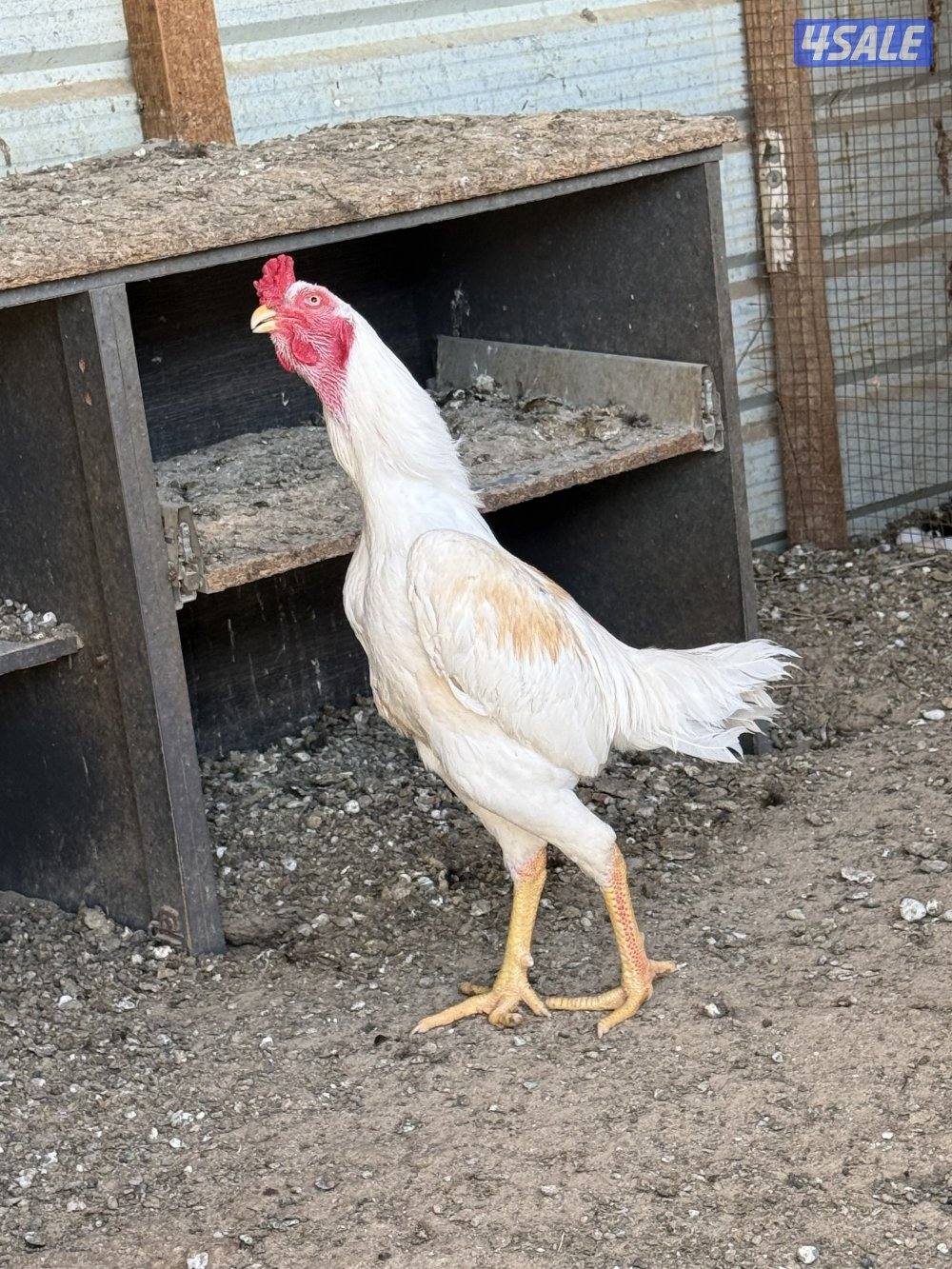 للبيع دياجه هنود بيور ارتفاع وخشونه1