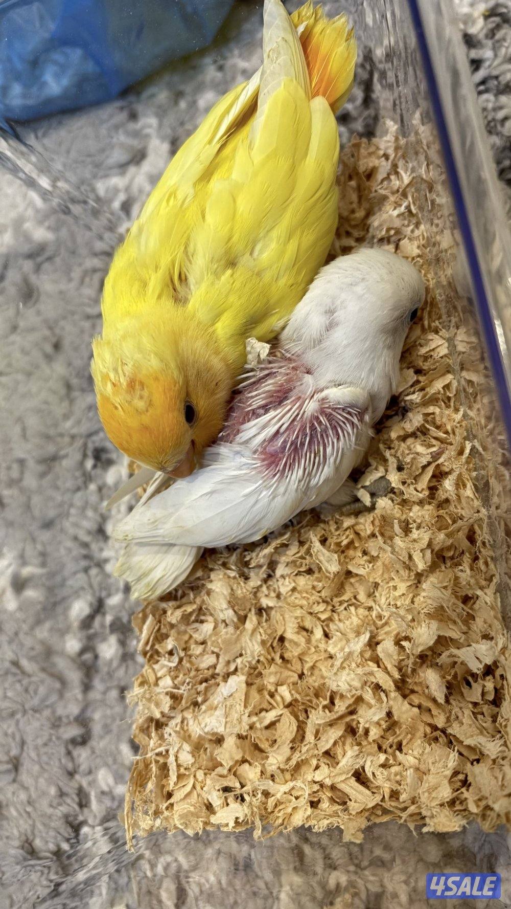 روز فشر للبيع0