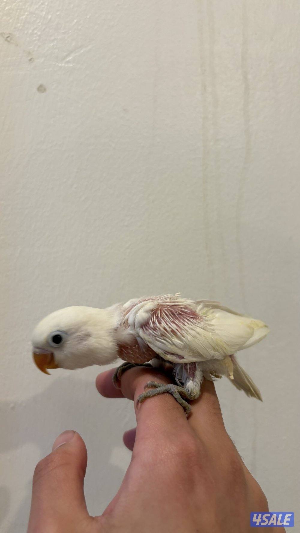 روز فشر للبيع1