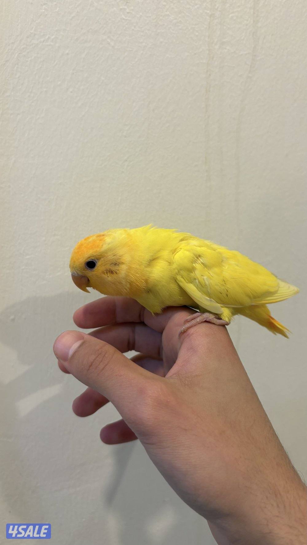 روز فشر للبيع2