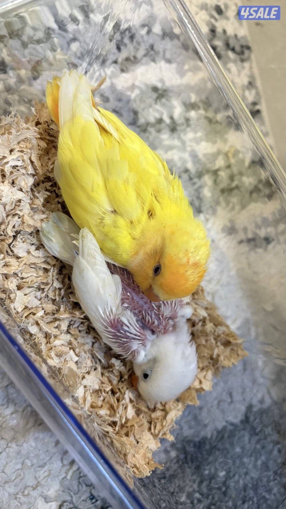 روز فشر للبيع3