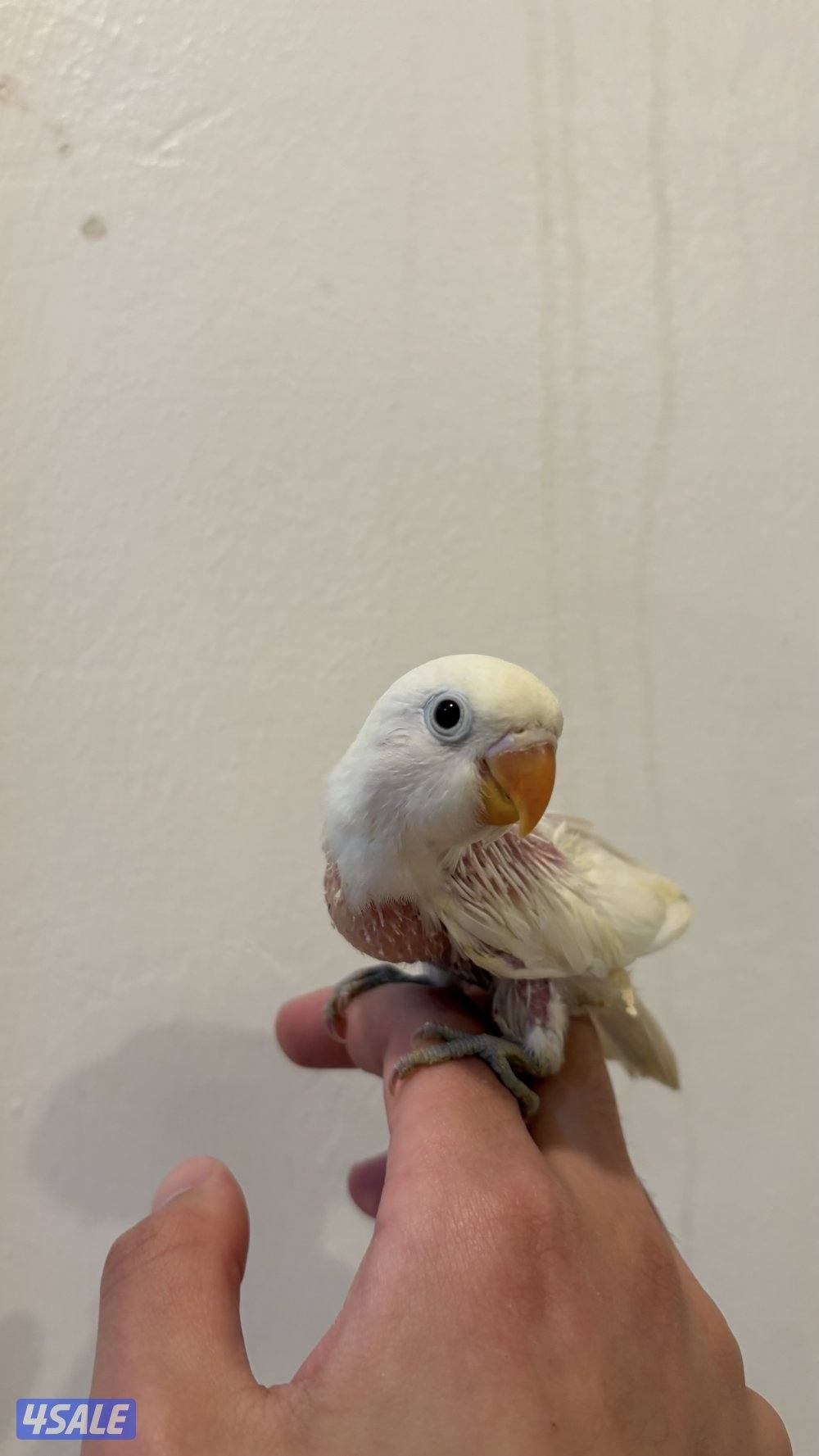 روز فشر للبيع4