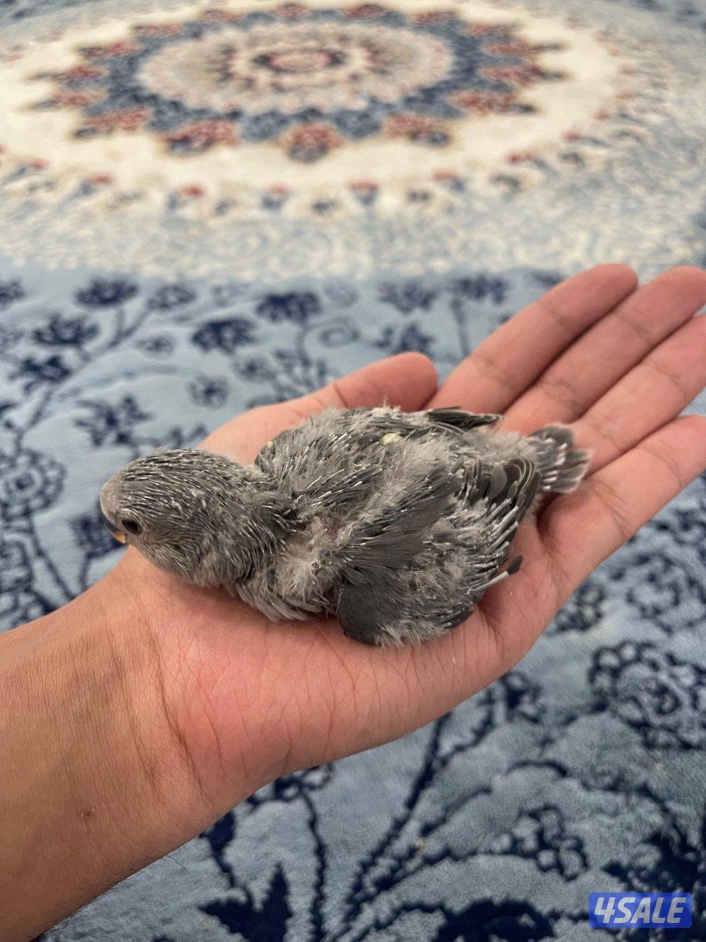 لوف بيرد 🇰🇼0