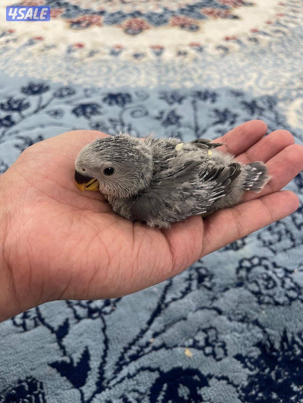 لوف بيرد 🇰🇼1