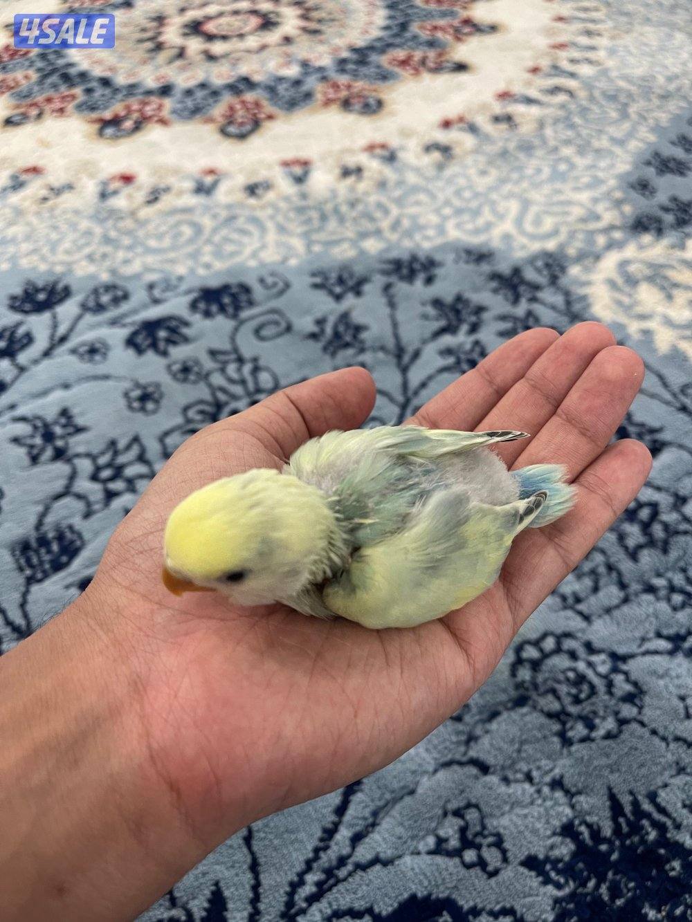 لوف بيرد 🇰🇼2