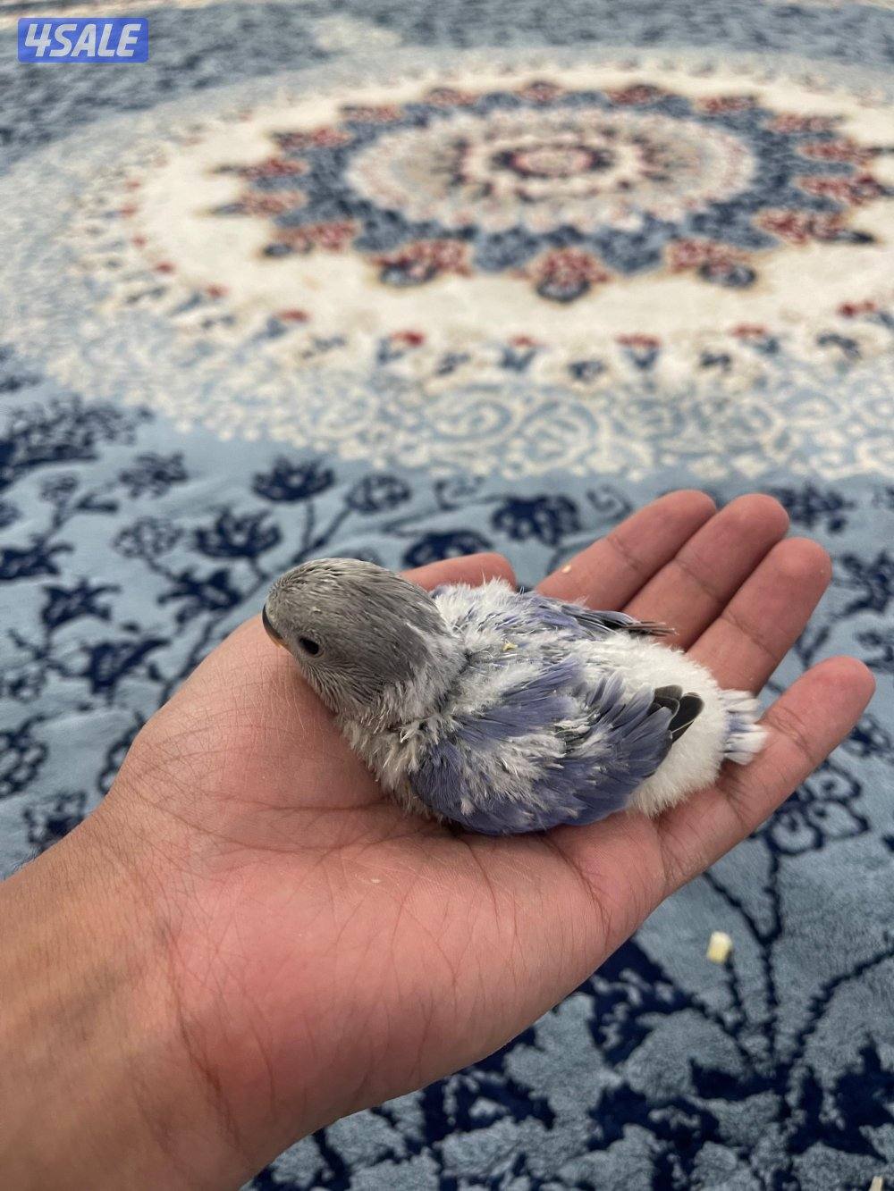 لوف بيرد 🇰🇼3