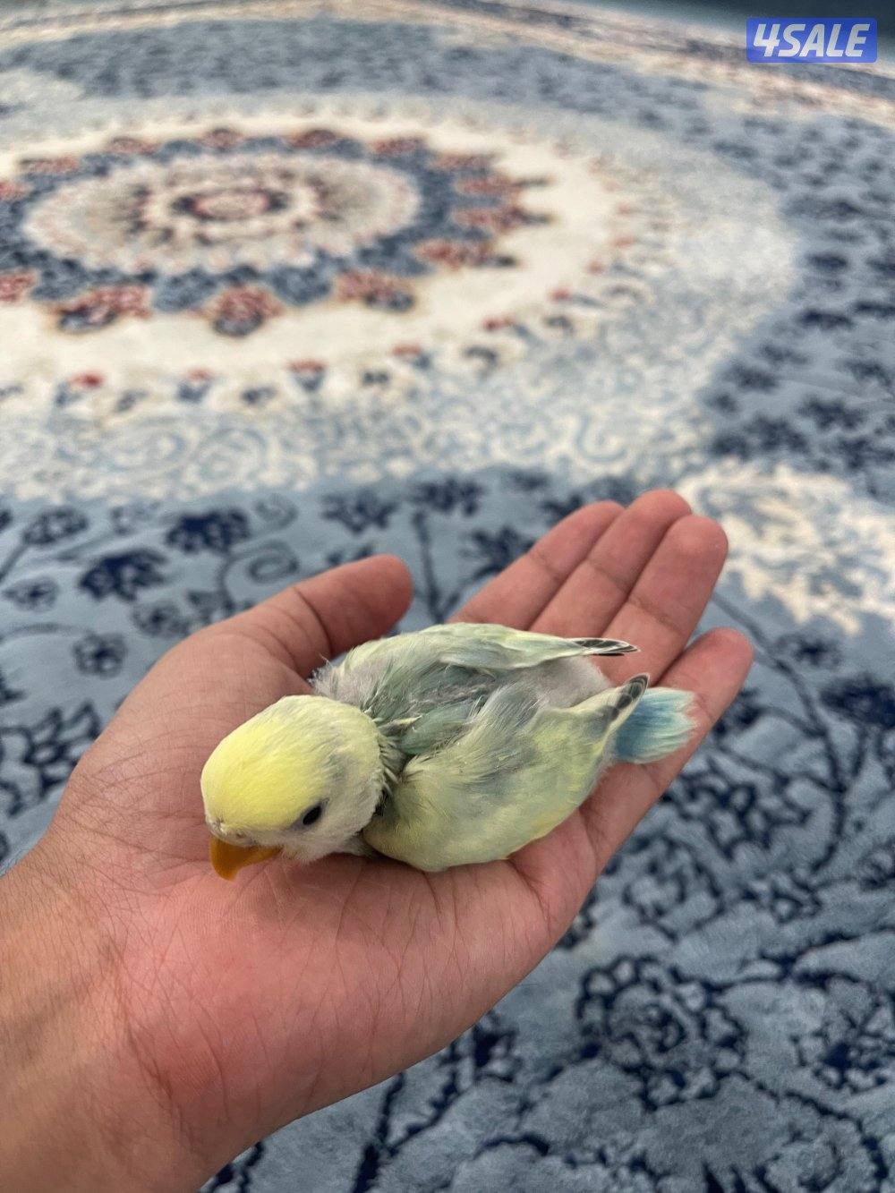 لوف بيرد 🇰🇼4