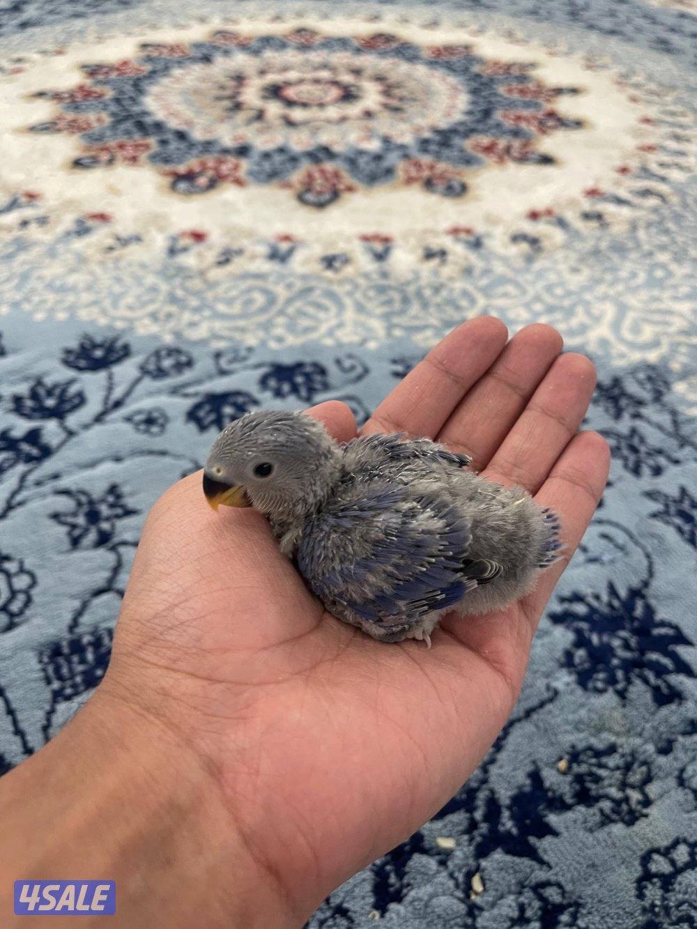 لوف بيرد 🇰🇼5