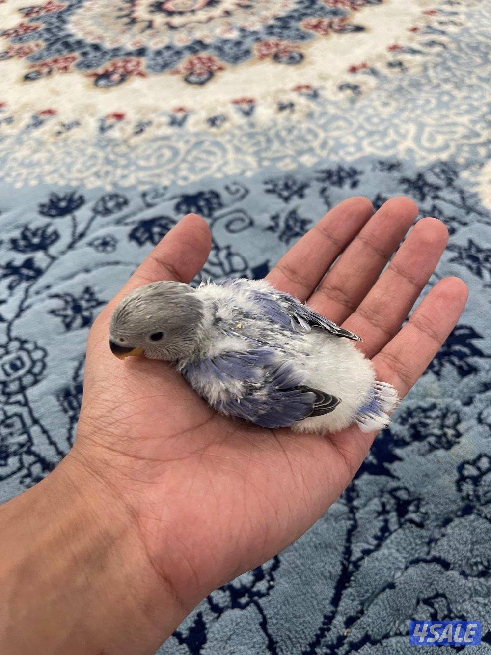 لوف بيرد 🇰🇼6