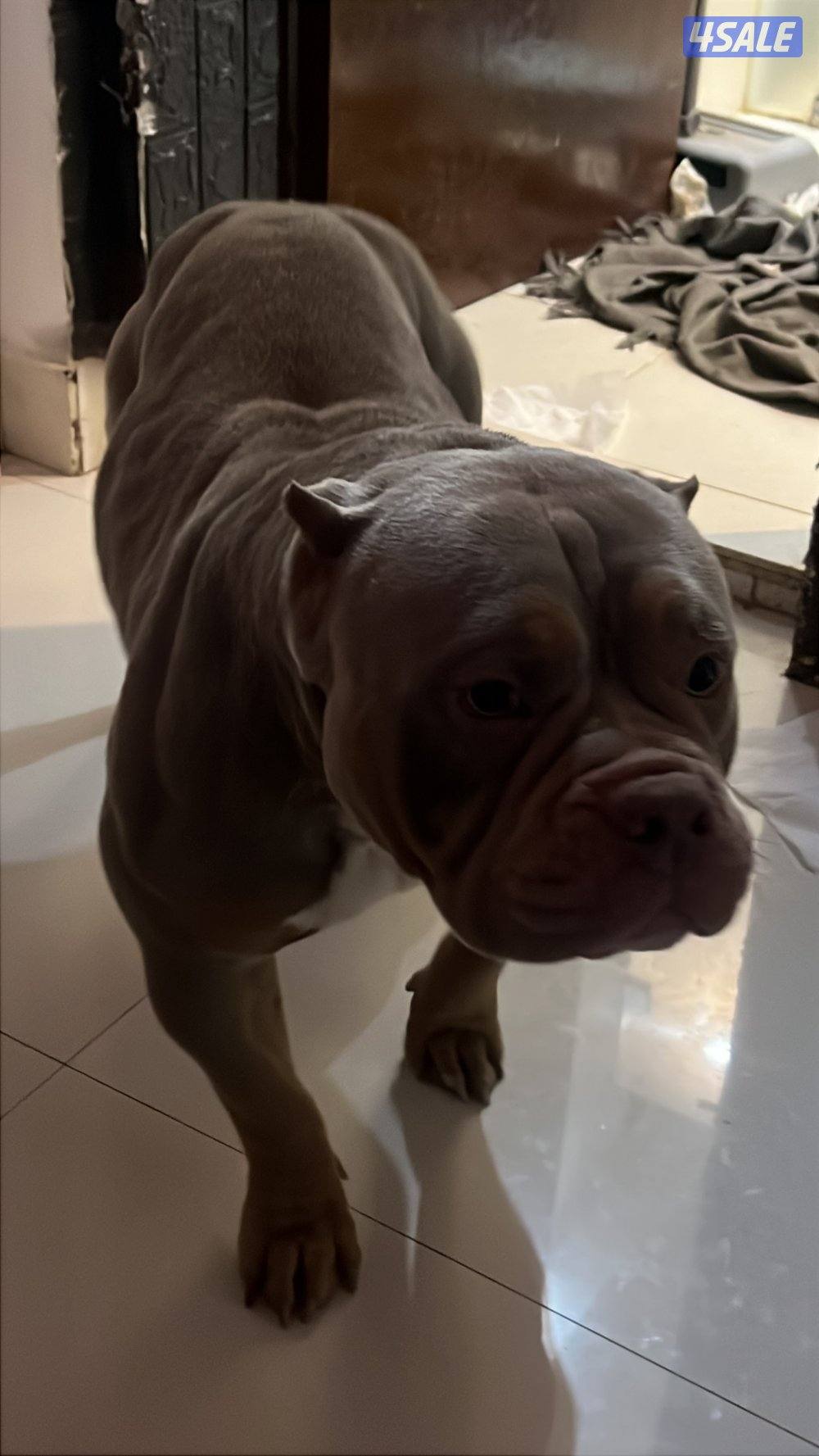 🐶 للبيع أميركن بولي (American Bully DAX ) نادر – وارد أمريكا 🇺🇸0