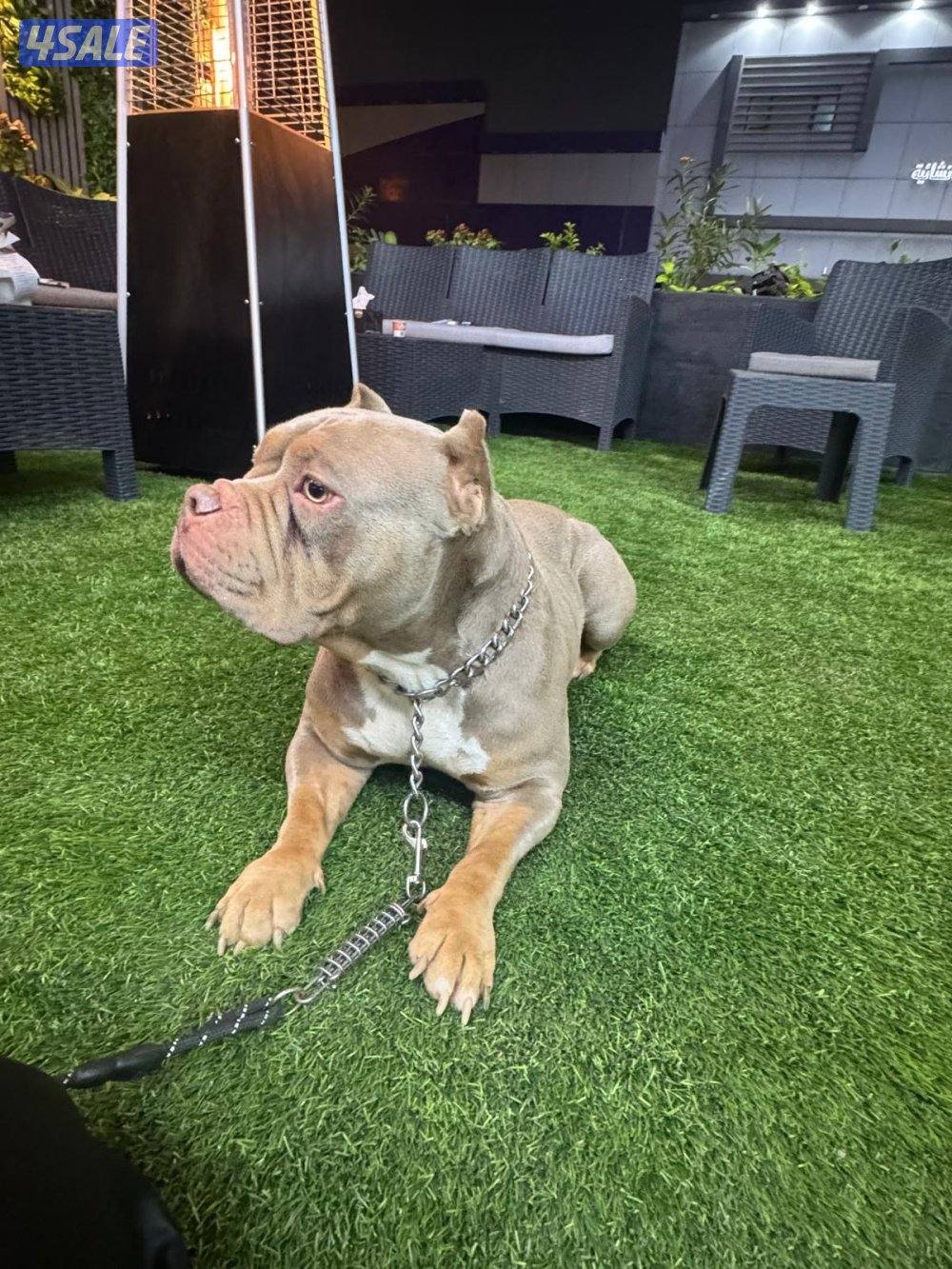 🐶 للبيع أميركن بولي (American Bully DAX ) نادر – وارد أمريكا 🇺🇸1