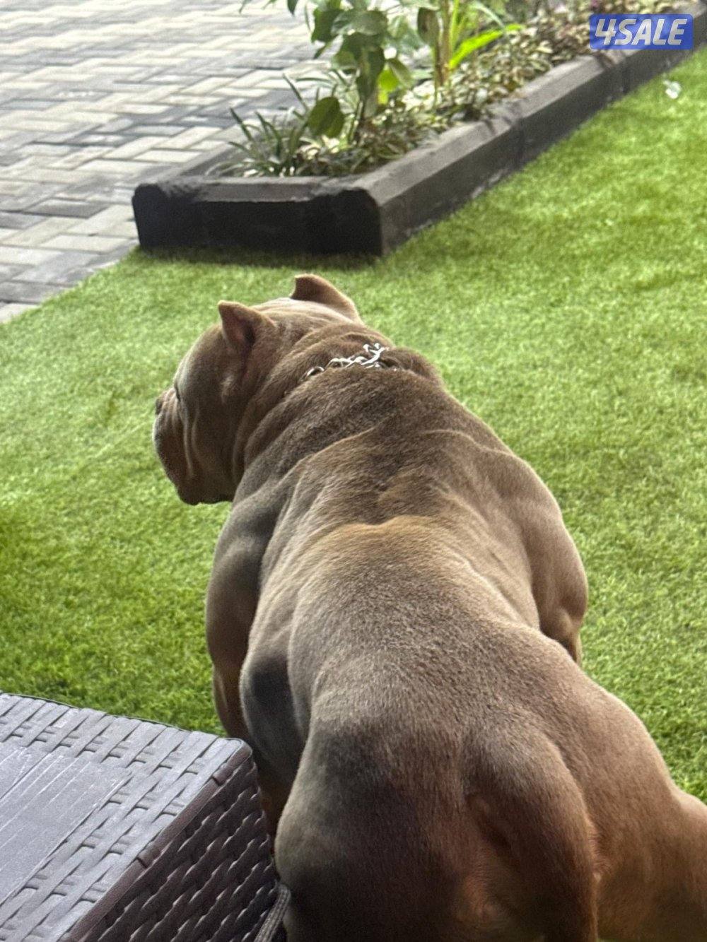 🐶 للبيع أميركن بولي (American Bully DAX ) نادر – وارد أمريكا 🇺🇸3