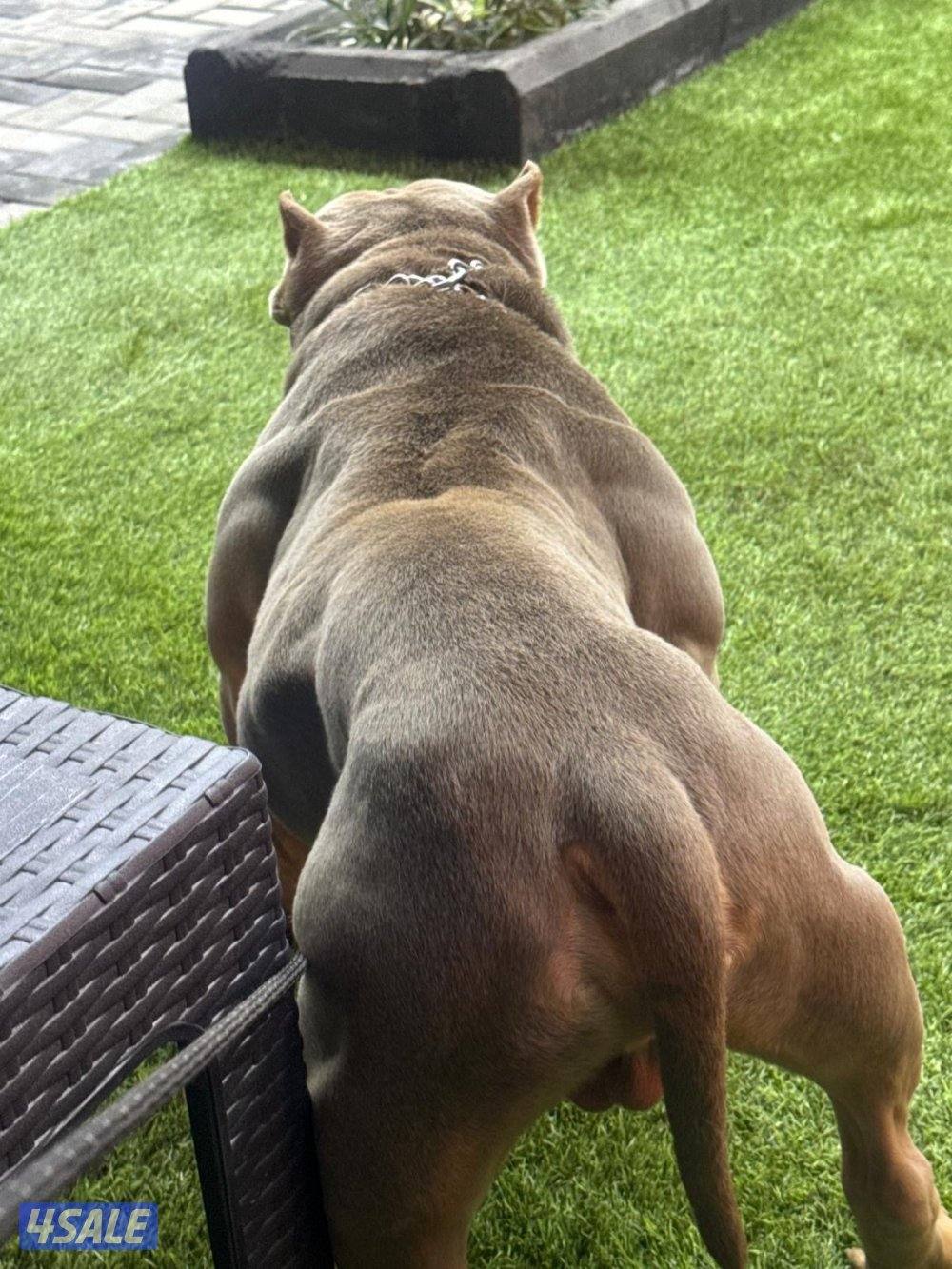 🐶 للبيع أميركن بولي (American Bully DAX ) نادر – وارد أمريكا 🇺🇸4