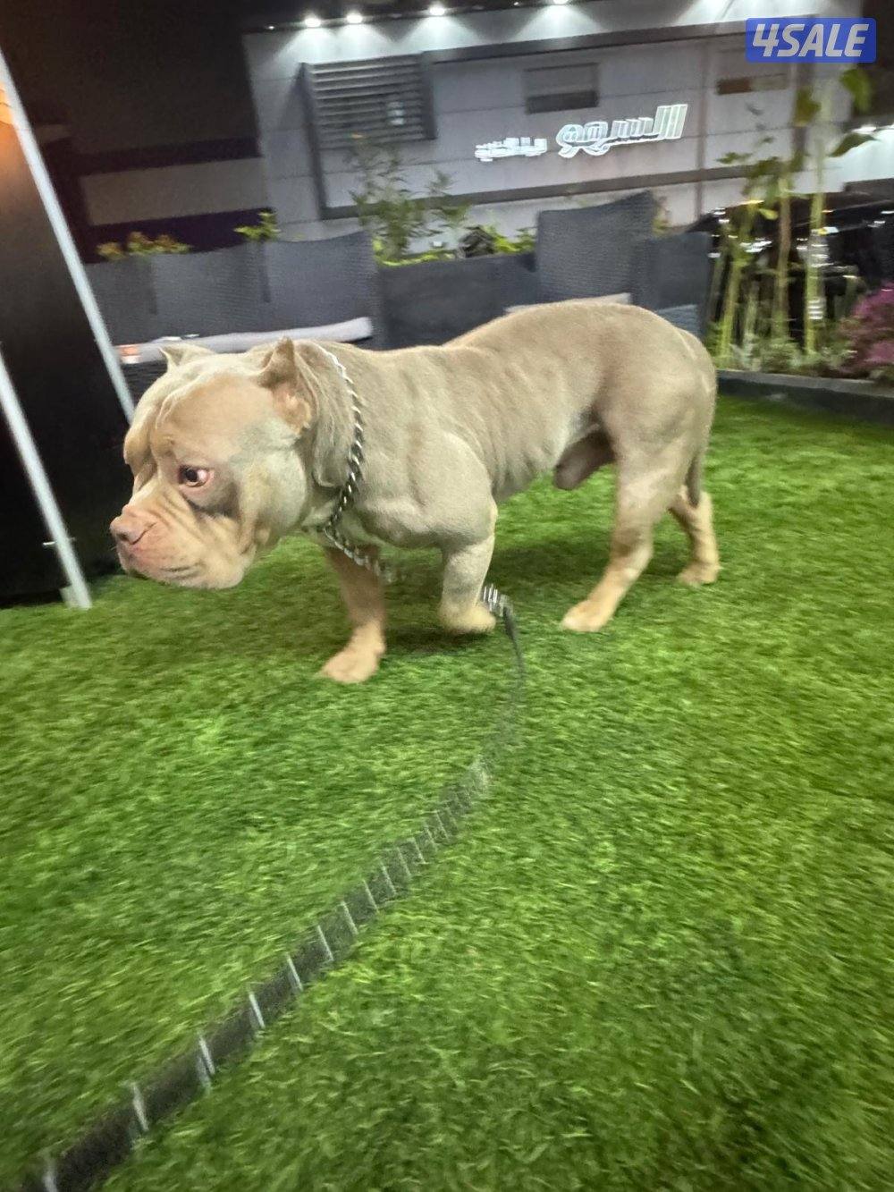 🐶 للبيع أميركن بولي (American Bully DAX ) نادر – وارد أمريكا 🇺🇸5