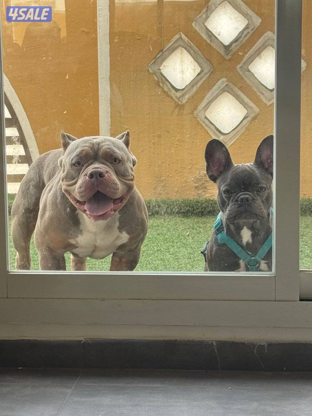 🐶 للبيع أميركن بولي (American Bully DAX ) نادر – وارد أمريكا 🇺🇸7