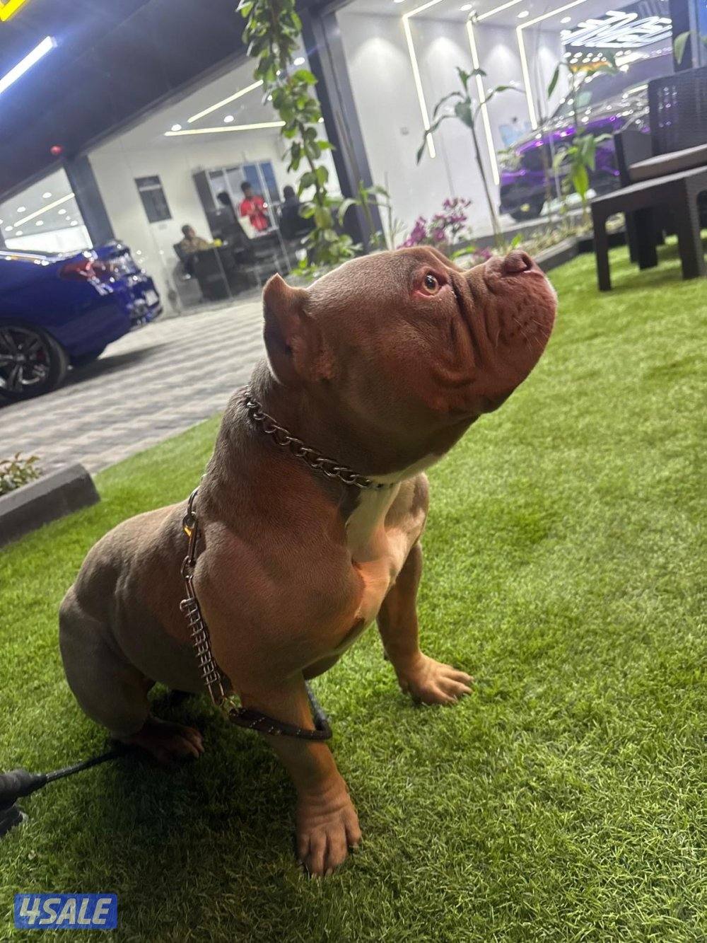 🐶 للبيع أميركن بولي (American Bully DAX ) نادر – وارد أمريكا 🇺🇸6