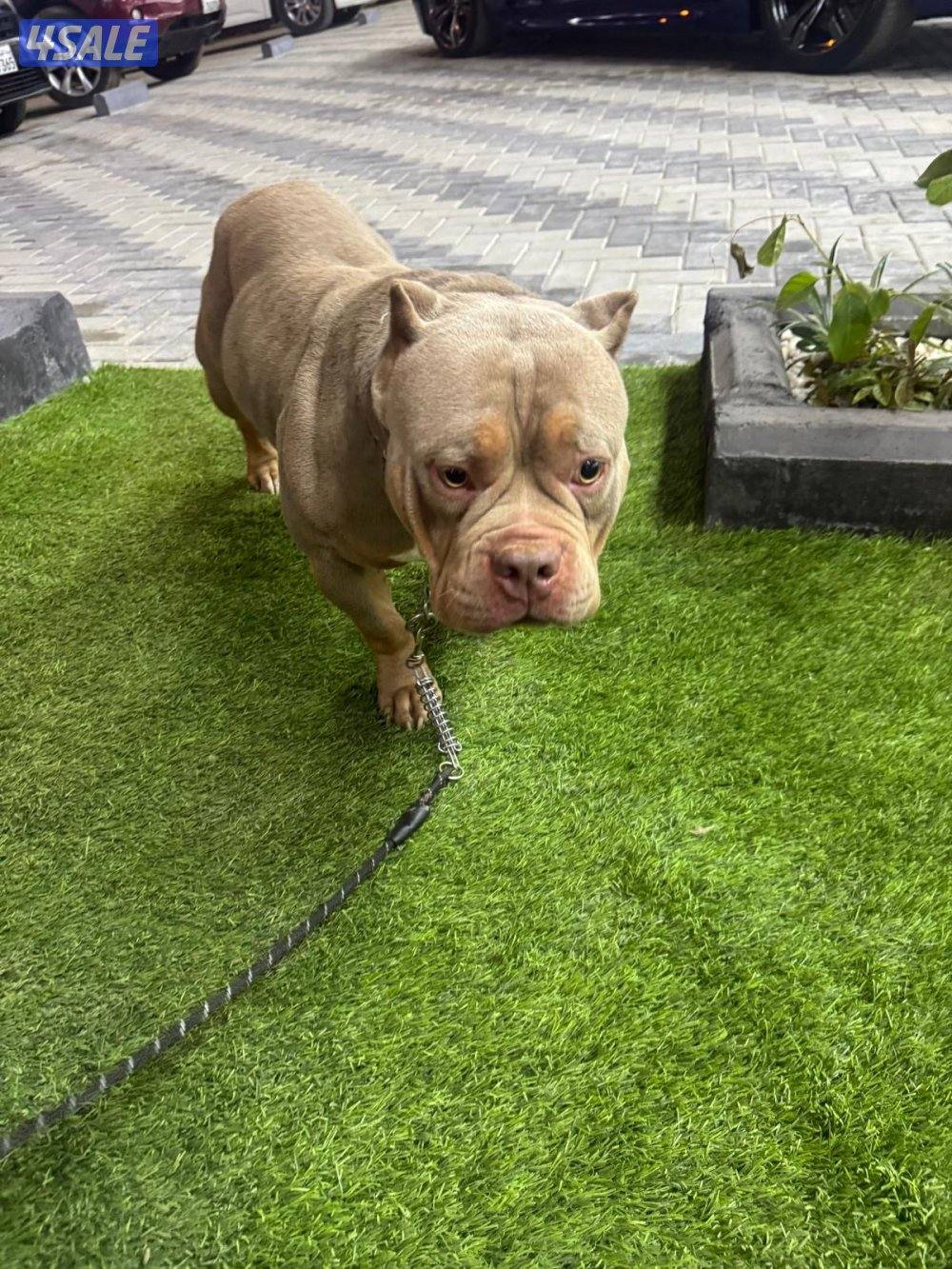 🐶 للبيع أميركن بولي (American Bully DAX ) نادر – وارد أمريكا 🇺🇸8