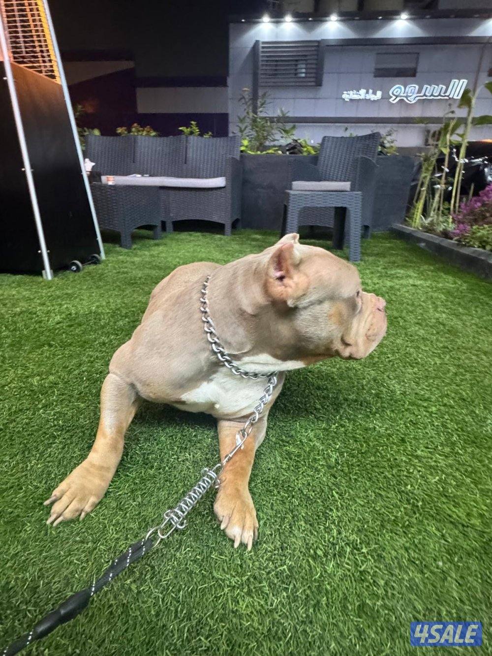 🐶 للبيع أميركن بولي (American Bully DAX ) نادر – وارد أمريكا 🇺🇸9