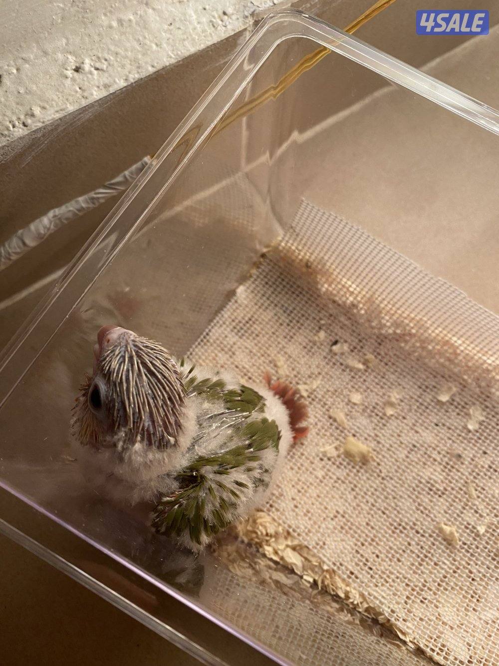 جرين شيك كنيور بصحة جيدة جداً انتاج الكويت0