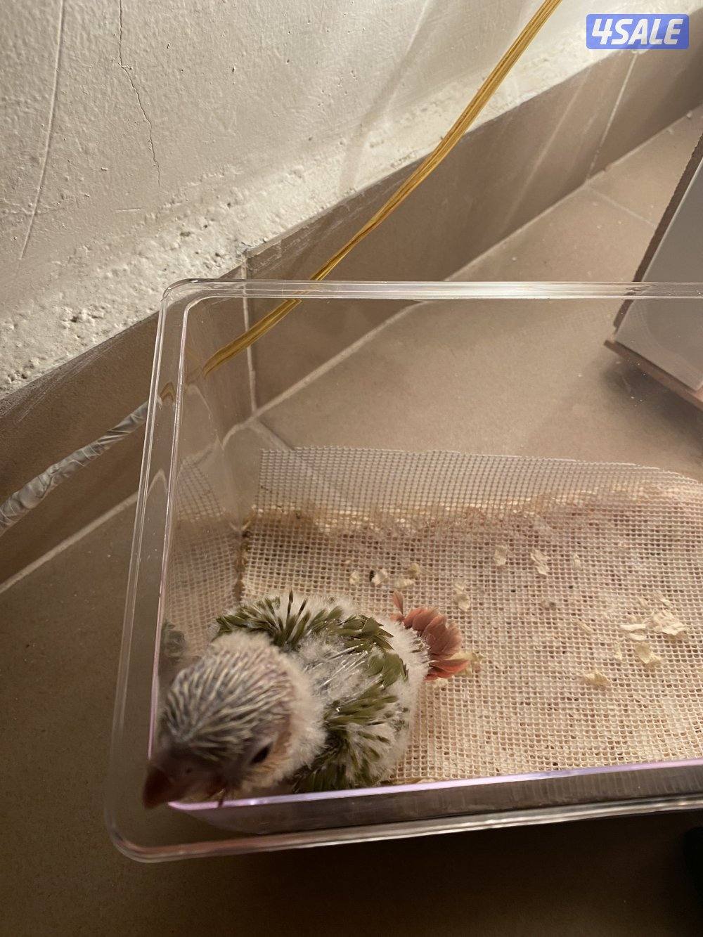 جرين شيك كنيور بصحة جيدة جداً انتاج الكويت1