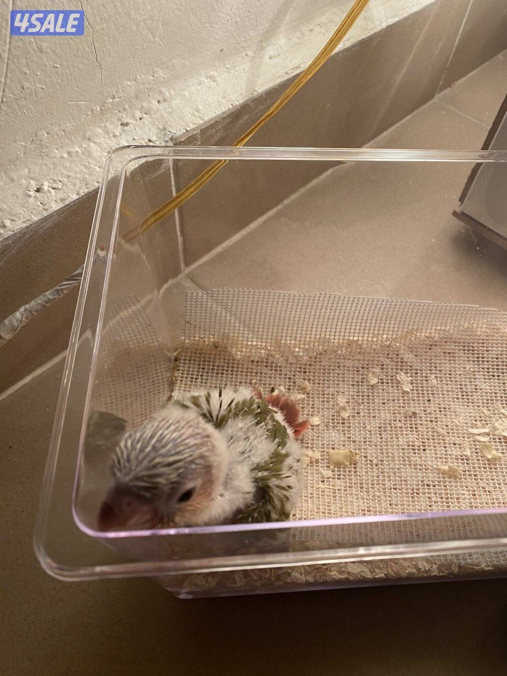 جرين شيك كنيور بصحة جيدة جداً انتاج الكويت2