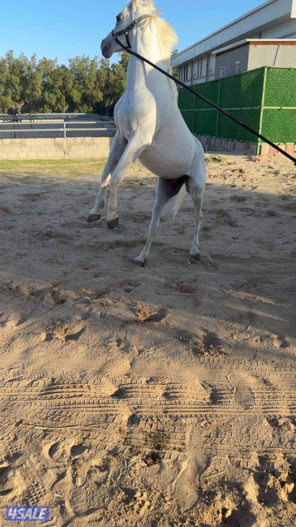 للبيع حصان مصري مع اغراضه كامله0