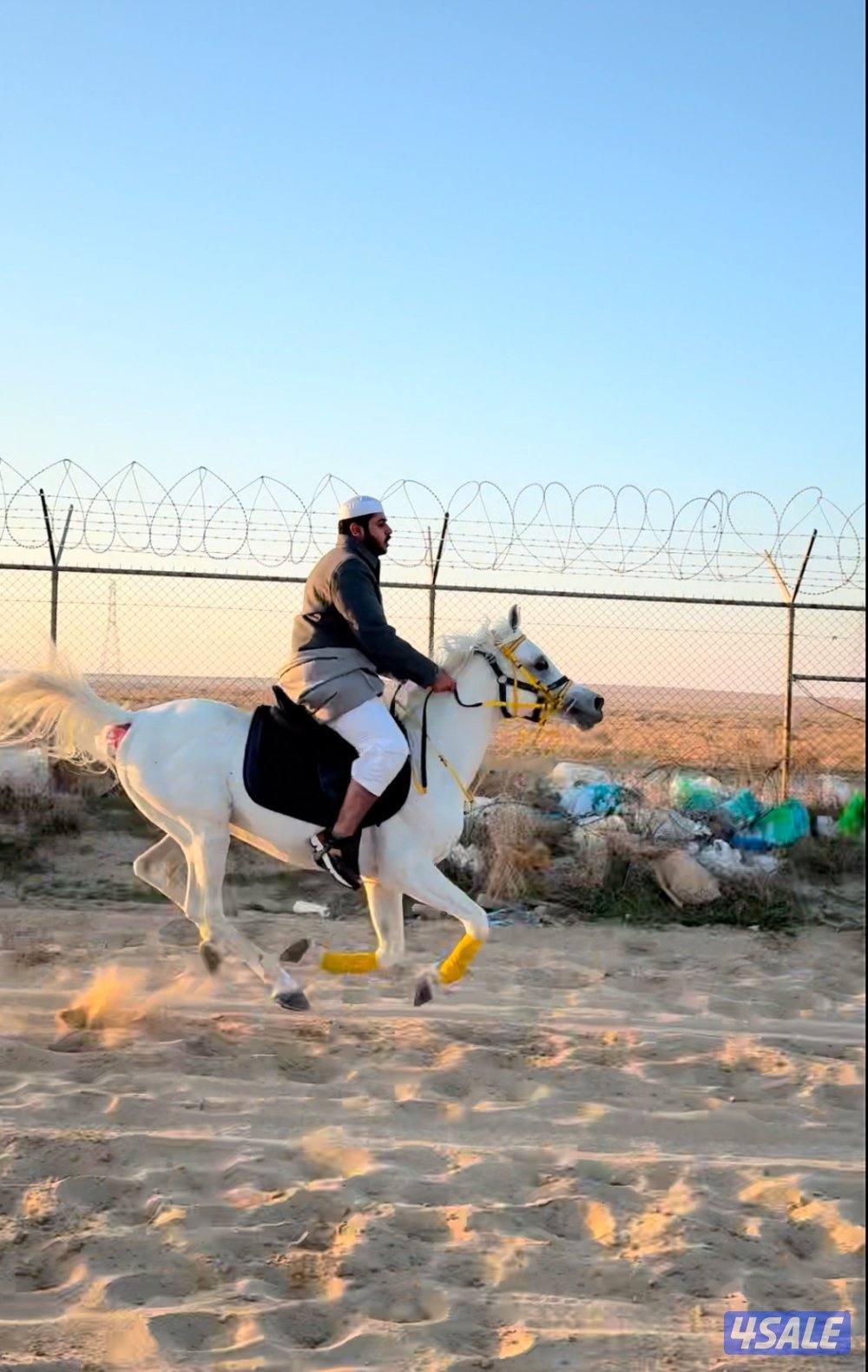 للبيع حصان مصري مع اغراضه كامله1