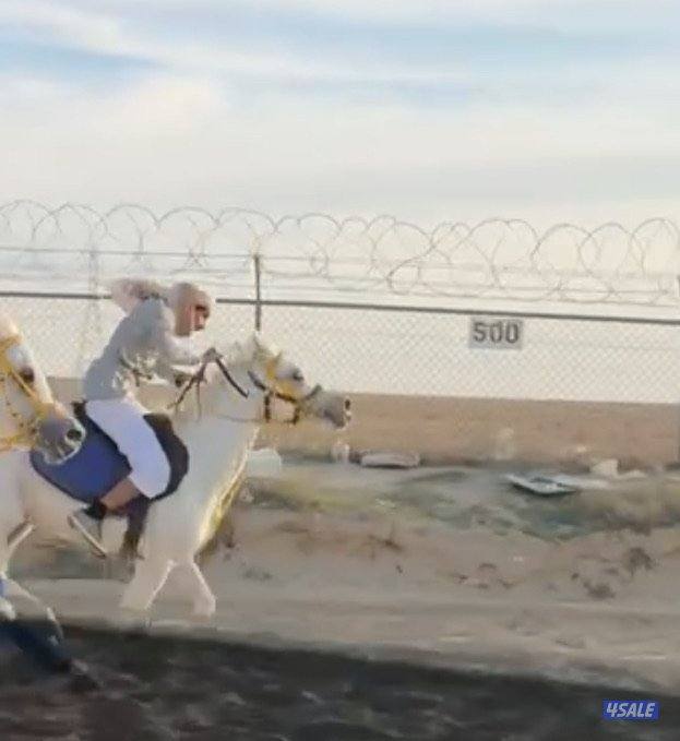 للبيع حصان مصري مع اغراضه كامله2