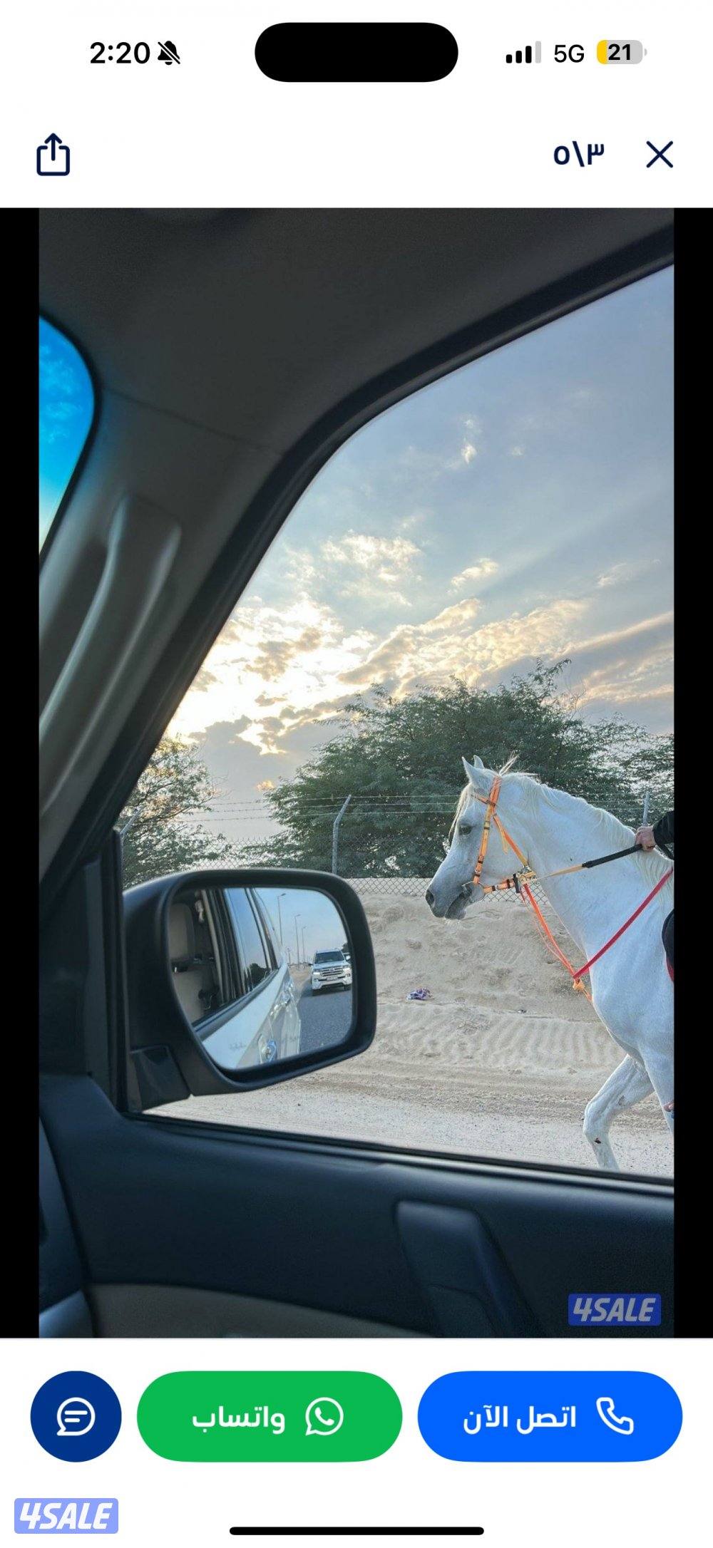 للبيع حصان مصري مع اغراضه كامله3