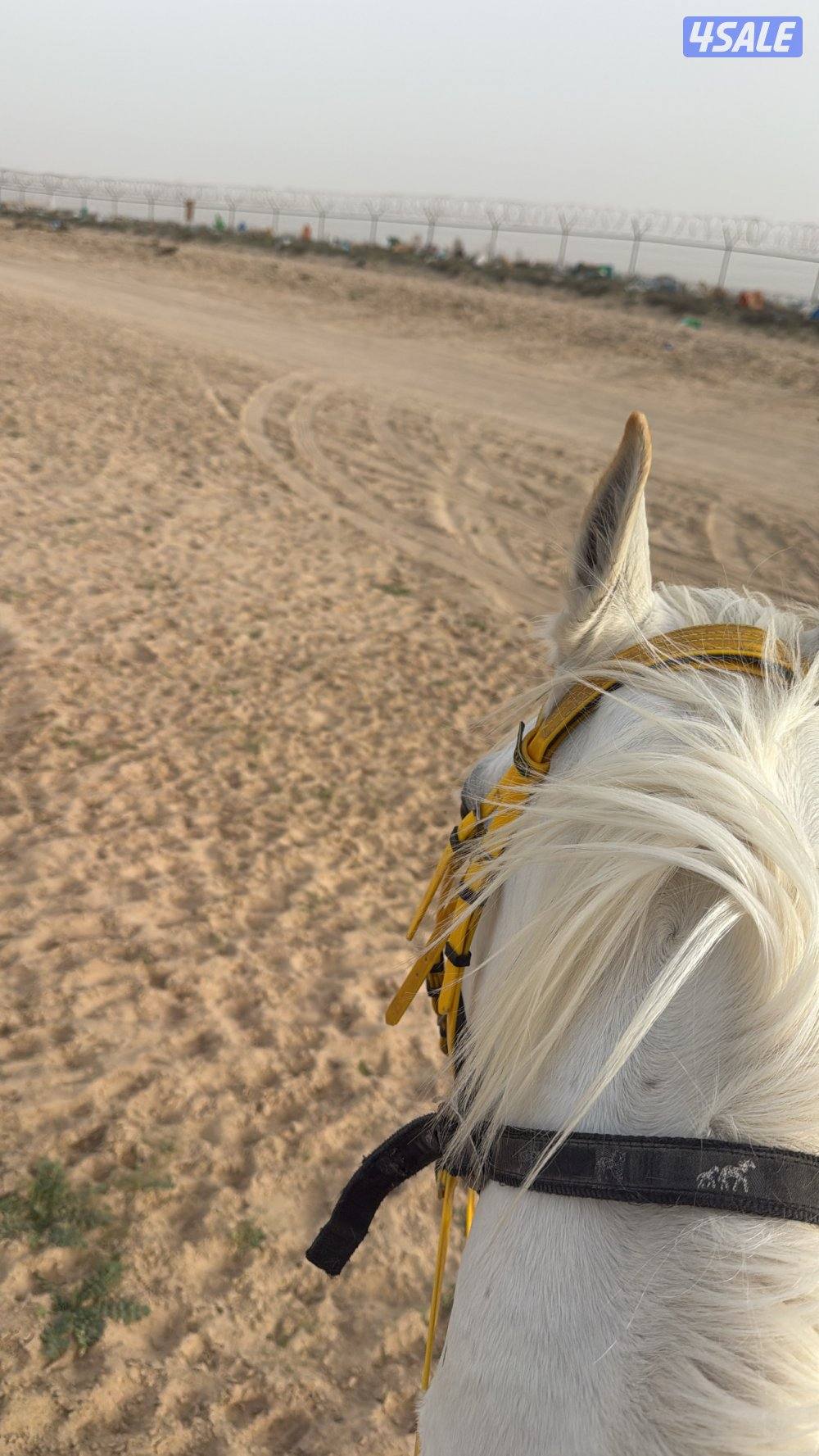 للبيع حصان مصري مع اغراضه كامله4