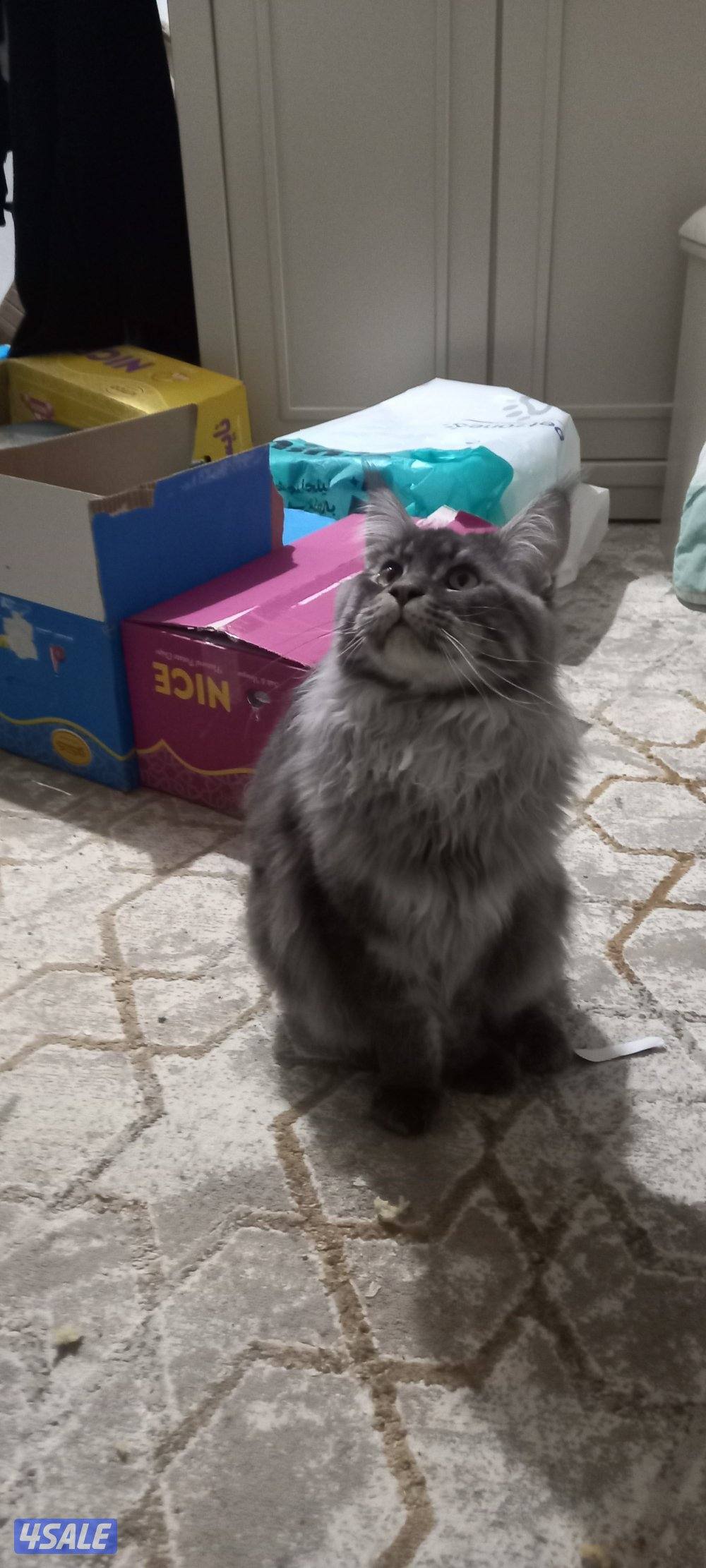 maine coon 11 months male fully vaccinated1