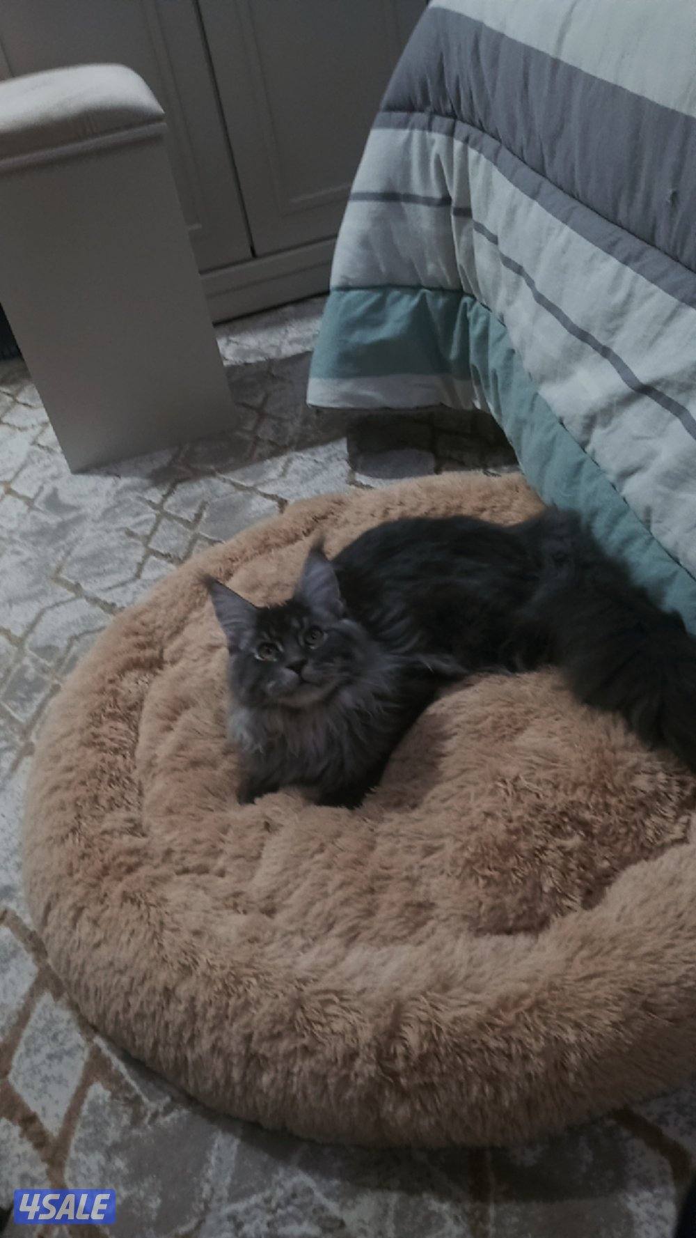 maine coon 11 months male fully vaccinated0