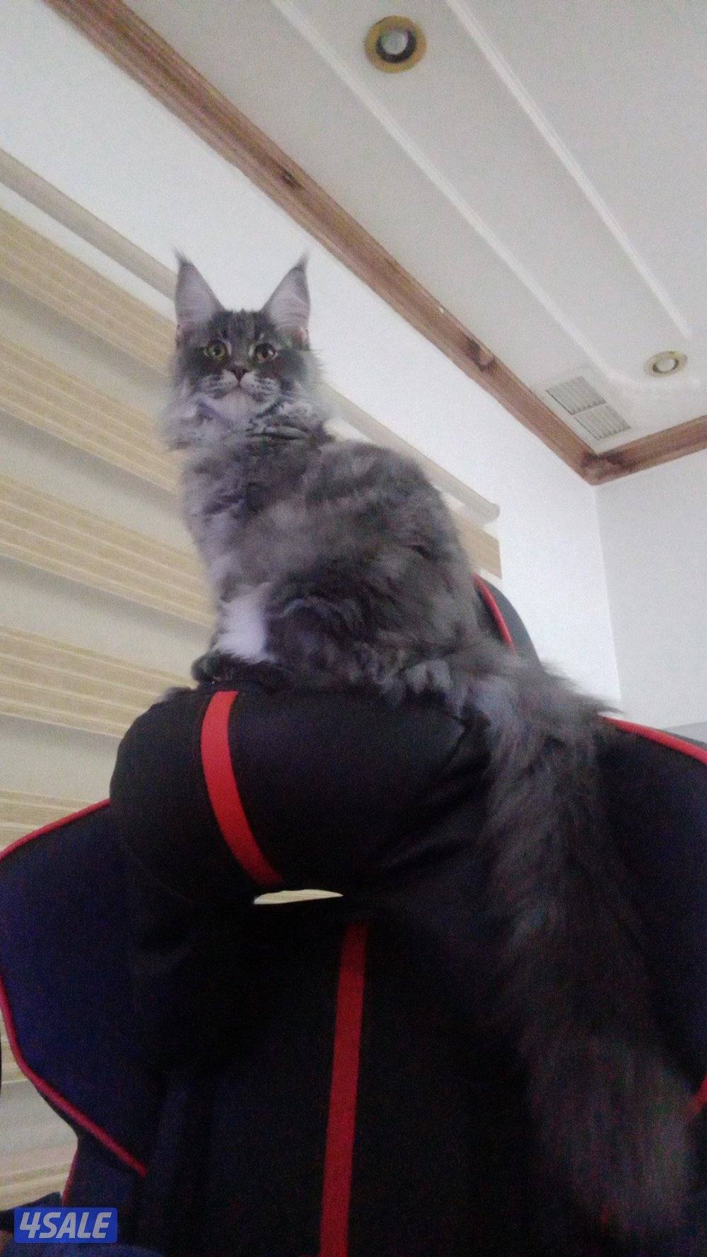 maine coon 11 months male fully vaccinated3